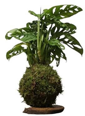 DECOALIVE Kokedama Monstera Adansonii - Monstera Monkey Leaf - Planta Envuelta en Musgo