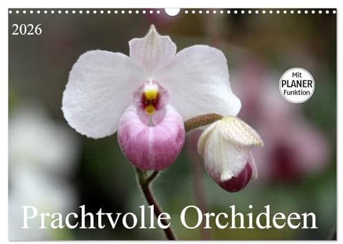 Prachtvolle Orchideen (Wandkalender 2026 DIN A3 quer), CALVENDO Monatskalender: Tropische Schönheiten (CALVENDO Natur)
