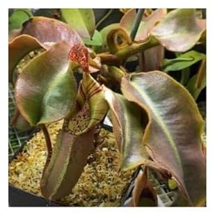 Stk - 5x Nepenthes beccariana Sipogas Area Pflanzen - Samen B1821 - Seeds & Plants Shop by Ipsa