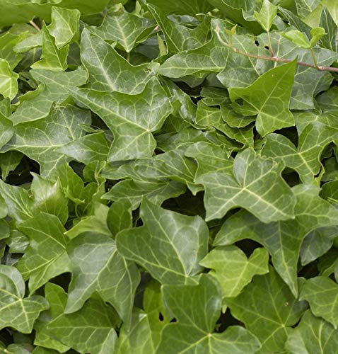 Gemeiner Efeu 100-125cm - Hedera helix - lebende Gartenpflanze aus den Baumschulen