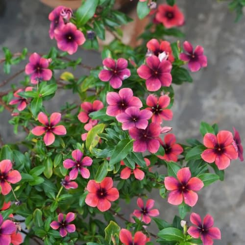 Catharanthus roseus, bio outdoor pflanzensamen dekoration blumenstauden winterhart alte sorten hochbeete für garten exotische zimmerpflanzen deko wohnzimmer kübelpflanzen steingarten 500samen