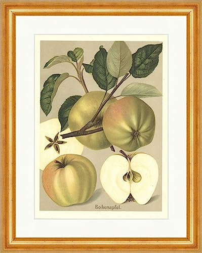 Biller Antik BoikenMela Pomologia Varietà di mele, Frutta nocciolo Mele Faks_Frutta 07 Con cornice