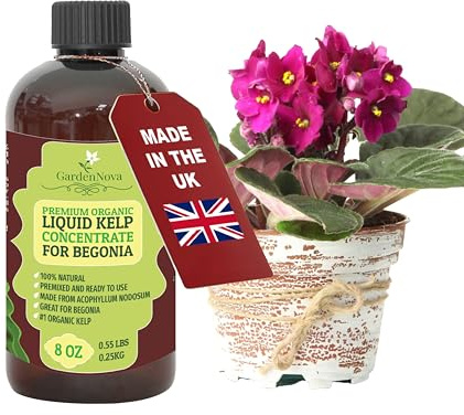 GARDENNOVA Premium Organic Seaweed & Kelp Superfood for Begonia Plants - 8 oz - Liquid Kelp Fertilizer Concentrate (Makes 25 Litres)