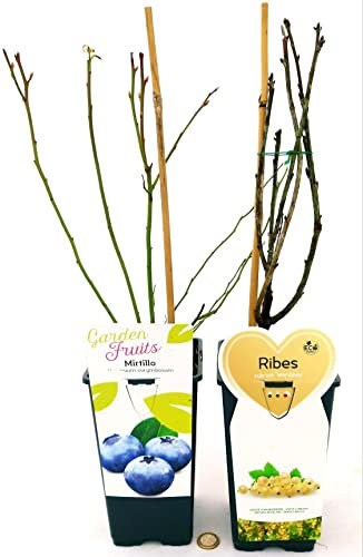 POWERS TO FLOWERS - RIBES RUBRUM WERDAVIA, RIBES BIANCO, e MIRTILLO GIGANTE AMERICANO, 2 PIANTE, piante vere