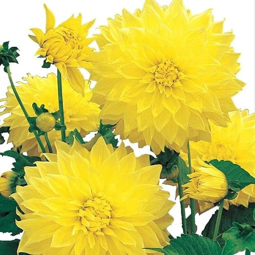 Bulbo de flor dalia decorativa Kelvin Floodlight 1 unidad color amarillo calibre extra - Semillas Iluro