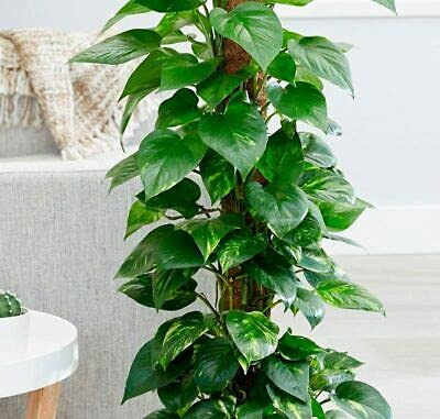 50 pezzi di semi di piante Epipremnum Aureum