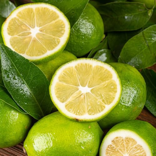 semillas resistentes de limonero - elevado exóticas jardín 400pcs