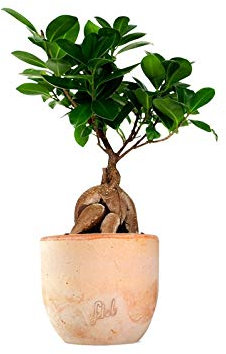Ficus Ginseng Mini Altezza 36 cm, Pianta Vera, Pianta da Interno, con Vaso artigianale di Terracotta - Terracotta