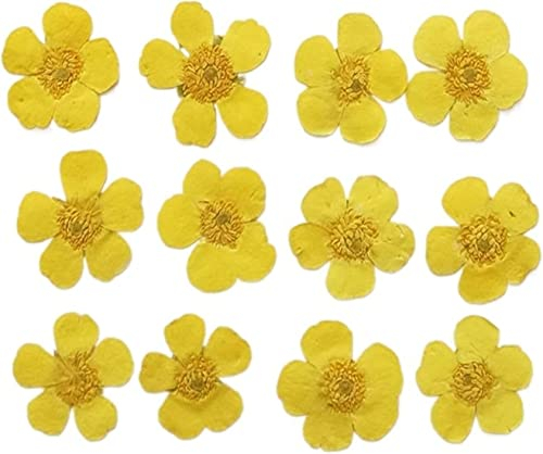 Natürliche Getrocknete Blumen Pflanzen DIY Schmuck Handwerk Home Dekorationen, 60 stücke Gepresste Getrocknete Gelbe Ranunculus Japonicus Thunb Blume Pflanzen Herbarium für Telefon Fall Postkarte