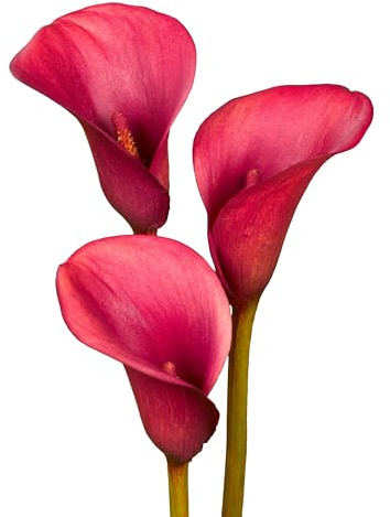 7 x Calla Bollen 'Crimson Grace' | Sommerblumen | Holland-Qualitat | Calla Zwiebeln | Blumenzwiebeln - The Bulb Farmers