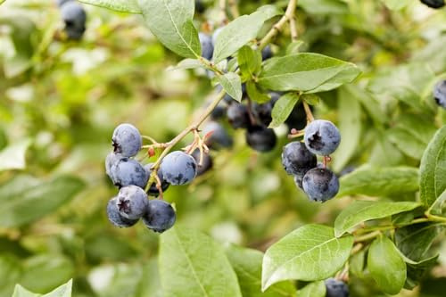Vaccinium corymbosum 'Berkeley' 30-40 cm – Winterhart, Mehrjährig, Pflegeleicht – Heidelbeere – Obststrauch für Beet & Kübel