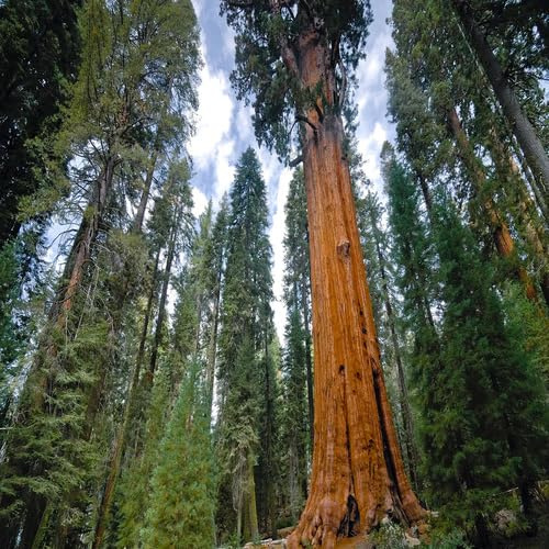 20pcs Green Sequoia Tree Seeds