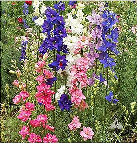 Larkspur Seeds - Rocket Wild Delphinium Mixed Colors - 4' Tall and Used Widely by Floral Designers