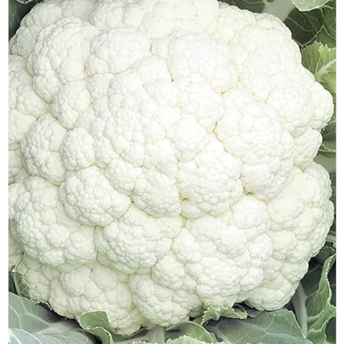 WegAna Blumenkohl Beta Samen 1g, Sehr frühe Sorte Robuste Gemüsesame Gemüse Samen, Samen Anzucht Saatgut für Gewächshaus