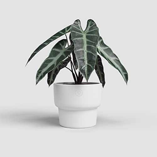 Artevasi Echo High Pot, Vaso da fiori, Decorazione per la casa, diametro 16,5 cm, bianco