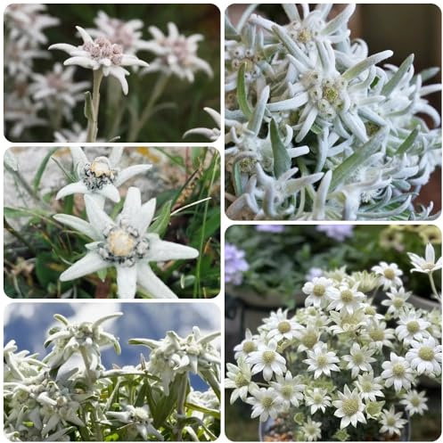 Semi di stella alpina - Le da balcone sono Leontopodium alpinum - esotici rare piantagione di giardino copertura 350pcs