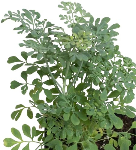 RUDA Planta Que Aleja las Malas Energías y Atrae Buenas Vibras