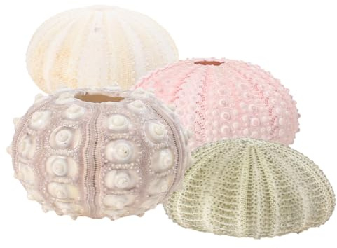 BESTonZON Vasi Riccio di Mare 4 Pezzi Porta Tillandsia Contenitori per Piante Aeree per Decorazione Casa e Ufficio Stile Casuale