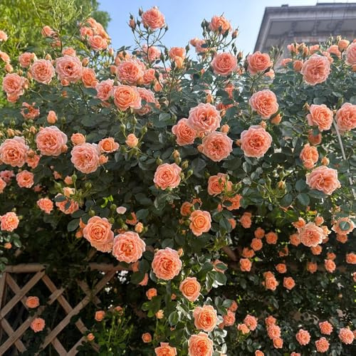 rosesemirampicanti Decorazioni da giardino per esterni, semi di rosasemimini giardino con pendente di selvatici esotici decorative, viti, 40semi