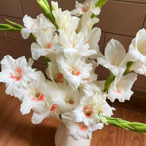 20 pcs gladiolen zwiebeln winterhart, Gladiolus, blumenzwiebeln zwiebel frühblüher wildblumen gladiolen knollen winterharte blumen exotische pflanzen winterhart outdoor pflanzen gartendeko