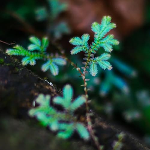 rosa di Gerico decorazione balcone letti elevati bonsái interni balcone giardino rocce bonsái decorativi Bulbi perenni 4 pezzi