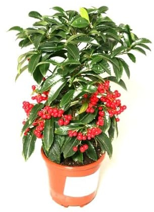 Árbol de Interior Natural Ardisia Crenata Planta Navidad con Frutas Rojas Baya Navidad