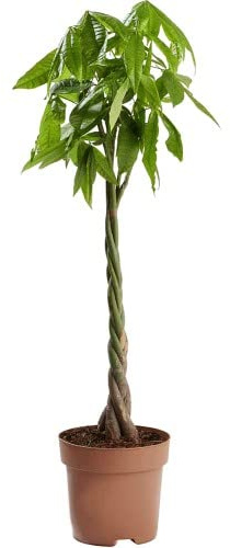 Planta Natural de Interior Conocida como Pachira Aquática o Planta del Dinero Tamaño XL