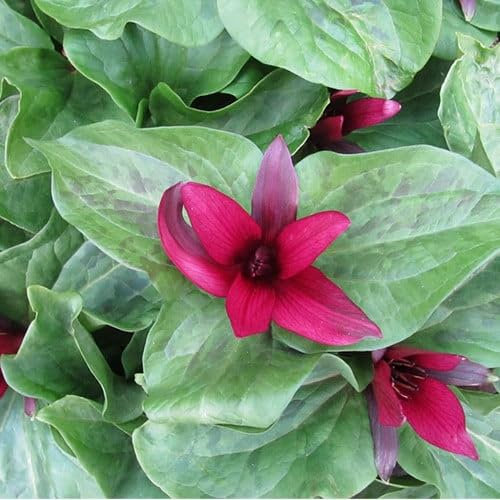 Plant World Seeds - Trillium Chloropetalum VAR. Giganteum Seeds (Perennial Flower Seeds)