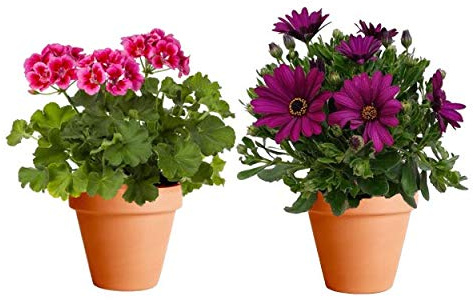 Pack de Plantas para Terraza: Geranio + Margarita Dimorfoteca con Maceta de Cerámica Plantas con Flor