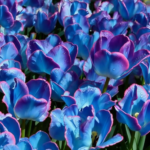 Wunderschöne Hofdekoration Winterharte mehrjährige Niederländische Papageien-Tulpe Einfach zu Pflegen-10zwiebeln-C