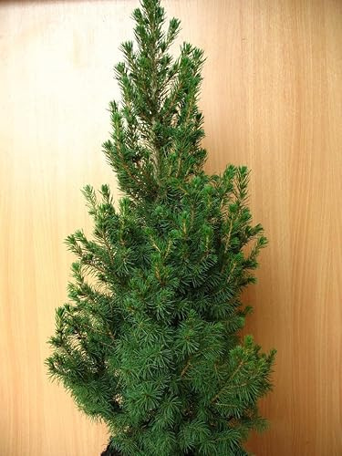 Zuckerhutfichte Picea glauca Conica 40 cm hoch im 2 Liter Pflanzcontainer | Winterhart, immergrün & pflegeleicht – kompakt und schnittverträglich, ideal für Kübel, Beet & Vorgarten