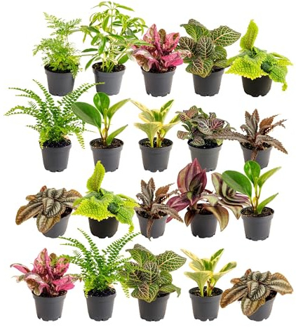 Costa Farms Live Mini Indoor Plants in Plastic Pots, Air Purifying Houseplants, Assorted Varieties, Home, Room, or Office Decor, House Warming or Birthday Gift, 4-6 Inches Tall, Pack of 20