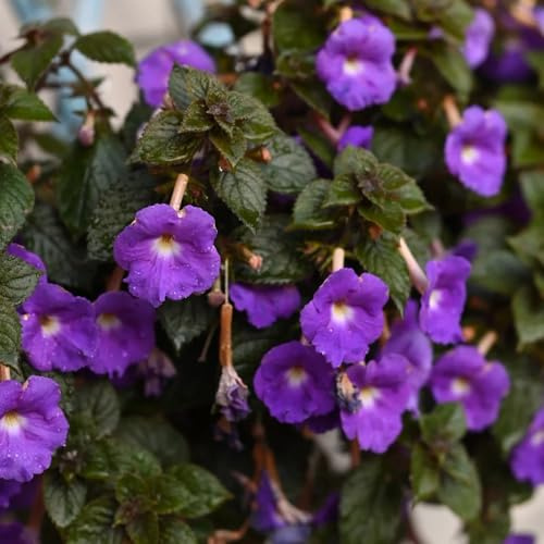 semi di achimenes, balcone giardino resistenti 20pcs