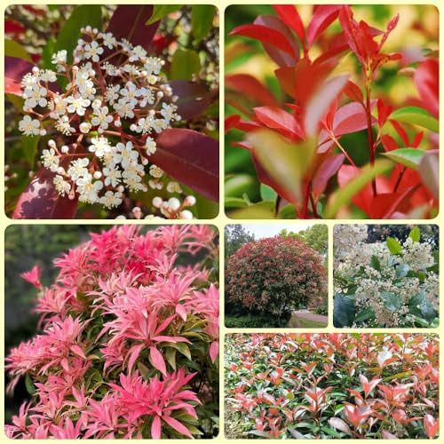 Semillas de níspero Red Robin, arbustos en resistentes de Photinia Fraseri Red Robin, arbustos de hoja perenne resistentes de otoño, arbustos 900pcs