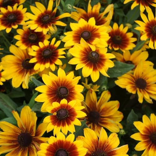 Rudbeckia Kokardas Seeds - Giant Flowered Bi-Colored Blooms for Beds, Borders, and Containers - Easy-to-Grow Annual Flowers - RHS-Prized Variety - 1x Seed Packet by Thompson & Morgan