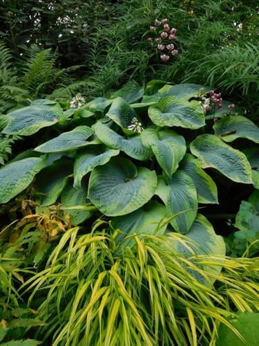 Funkie 'Frances Williams' – Hosta Staude im 1L Topf | Schattenstaude mit dekorativem Blattwerk | Winterhart & pflegeleicht | Ideal für Beet, Kübel & Gehölzrand