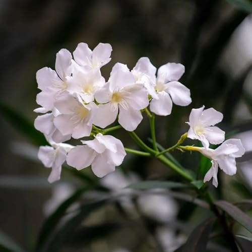 semi resistenti di oleandro - aiuole rialzate giardino balcone esterno rampicante decorazione 20pcs
