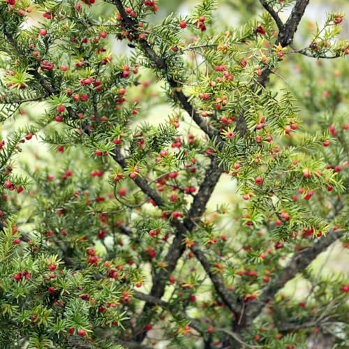 Semi di Taxus baccata, semi di sempreverde, resistente al freddo esotico giardino ornamentale, resistente raro organico verdi balcone vecchie varietà 350pcs