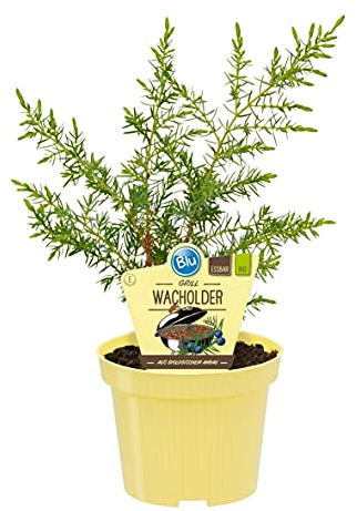Bio Grill - Wacholder, (Juniperus communis 'Meyer'), bekannter Wacholderstrauch, Pflanzen aus nachhaltigem Anbau