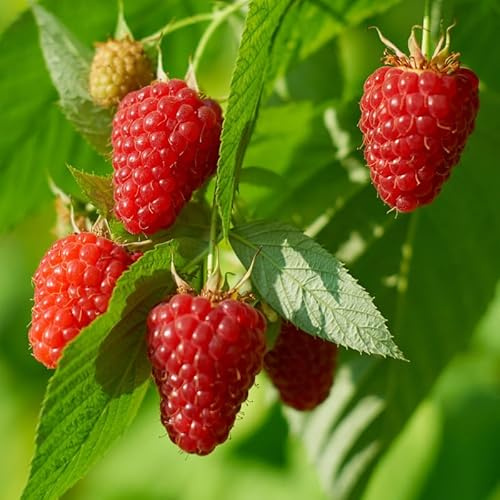 1 Heritage Raspberry Plant Live for Planting, 14-20 Inch Height, Red Raspberry Bush Live Plant Potted, Raspberry Fruit Tree