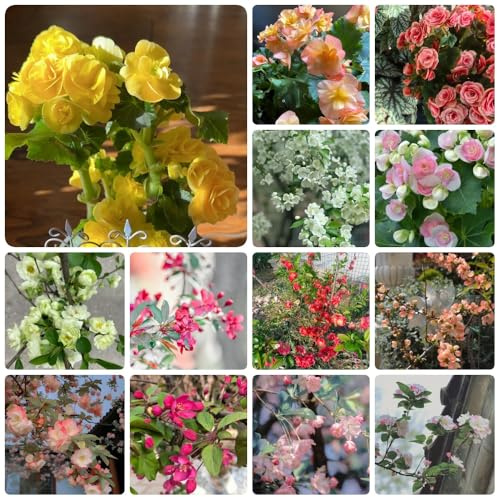 Malus Spectabilis, kaufen zimmerbonsai winterharte für balkon gartenpflanzen sträucher winterhart blühend exotische 300Samen