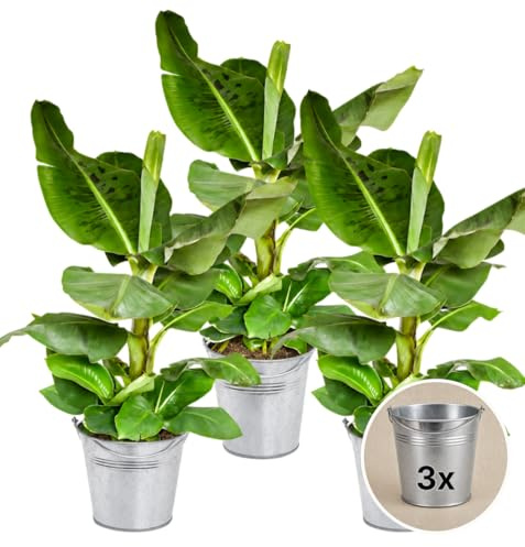 Pflanze Plus | Bananier (Musa) | Lot de 3 plantes avec pot en zinc | Plante d'intérieur facile d'entretien