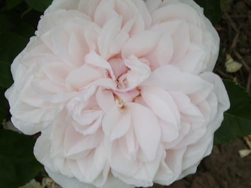 Souvenir De La Malmaison - Climbing Rose - Light Pink - 4L Potted