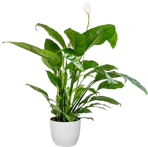 Bonplants Spathiphyllum Bianco, Giglio della Pace, Pianta Vera in Vaso 17 cm (Vaso Bianco)