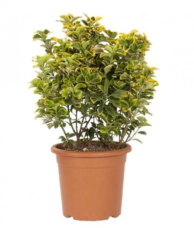 Euonymus Japonicus Variegata – Planta Ornamental Natural con Follaje Bicolor para Exterior