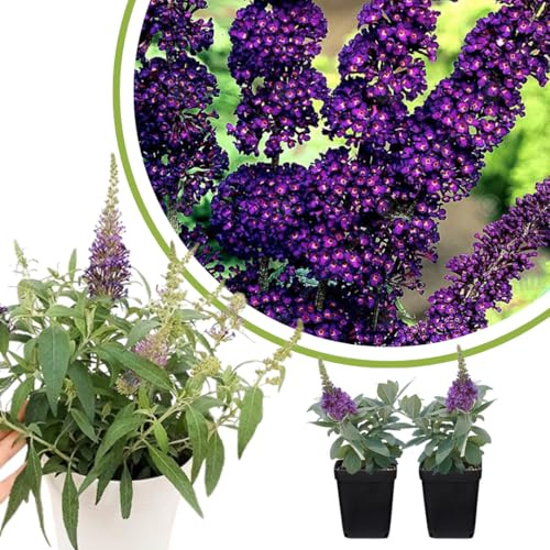 2 Butterfly Bush Live Plants, Deep Black Buddleia Shrubs, 5–9 Inch Tall, Fragrant Flowering Shrubs, No Pot