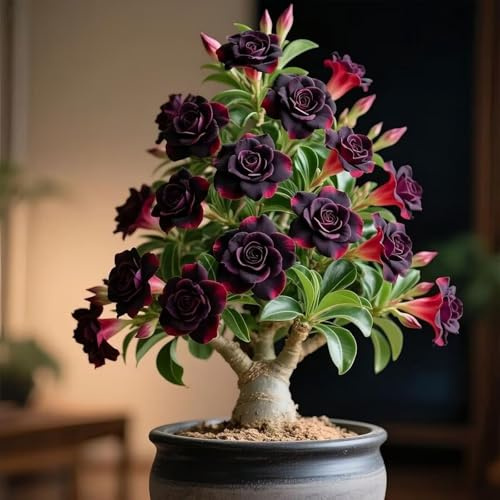 Gift,Mehrjährige Blumenzwiebel ist winterhart, Mysteriöse magische Glühbirne,Blumenzwiebel Mix,Winterhart zwiebeln,Winterhart pflanzen-1 Wüstenrose knollen-E