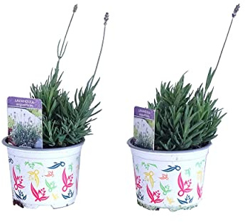 Plantas de Lavanda - Pack 2 Flores Naturales - Lavandula o Espliego