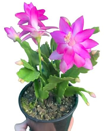 Cactus de Navidad PREMIUM Planta Natural DECOALIVE Flor Viva Planta de Pascua