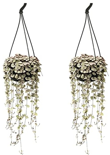 Plant in a Box - Ceropegia linearis Woodii - 2er Set - Lampionpflanze - Kettenpflanze - Topf 14cm - Höhe 20-30cm